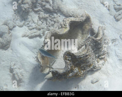 Riesige Auster unter Korallen in den flachen Gewässern vor eine maledivische Insel Stockfoto