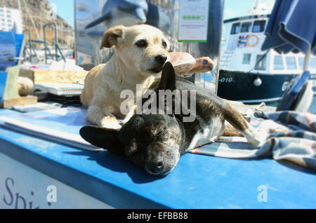 Zwei kleine Hunde in der spanischen Sonne ruht. Stockfoto