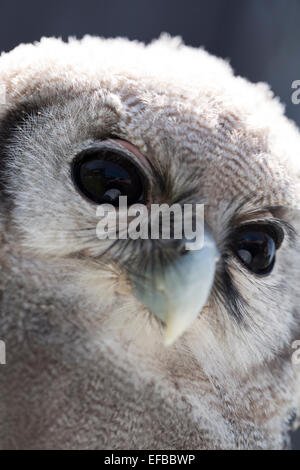 Tierwelt: Verreaux Uhu, auch bekannt als Riese oder milchig Eule, Native des afrikanischen Kontinents. (Bubo Lacteus). Stockfoto