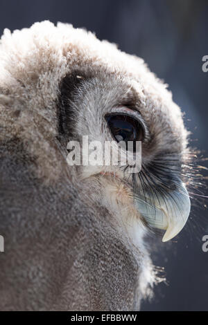 Tierwelt: Verreaux Uhu, auch bekannt als Riese oder milchig Eule, Native des afrikanischen Kontinents. (Bubo Lacteus). Stockfoto