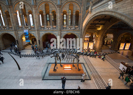 Dippy werfen der Diplodocus Skelett, Hintze Hall, Natural History Museum London zu sehen zum letzten Mal 4. Januar 2017 Stockfoto