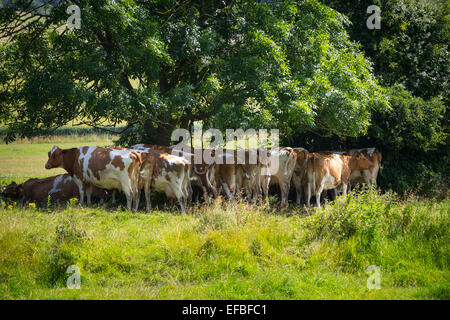 Kuhherde im Schatten der Bäume in den ländlichen Sommerwiese, Oxfordshire, England Stockfoto