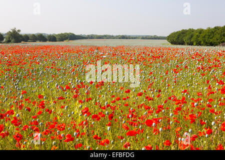 Landschaft mit Bereich der roten Mohnblumen, Anglia, England Stockfoto