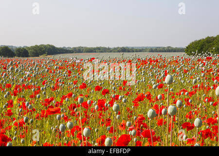 Landschaft mit Bereich der roten Mohn Blumen und Samen Köpfen, Anglia, England Stockfoto