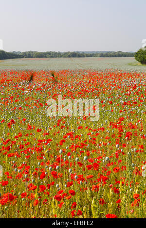 Landschaft mit Bereich der roten Mohnblumen, Anglia, England Stockfoto