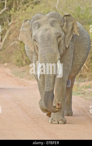 Wilde Elefanten In Yala-Nationalpark Yala ist der meistbesuchte und zweitgrößte Nationalpark In Sri Lanka Stockfoto