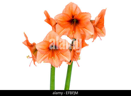 Orange-Amaryllis in voller Blüte Stockfoto