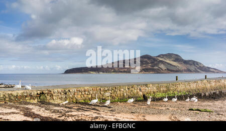 Schwäne & heiligen Insel von Lamlash auf der Isle of Arran in Schottland. Stockfoto