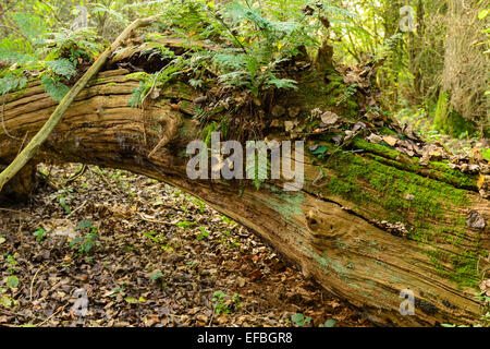 Ein umgestürzter verfallenden Baum Anzeichen für eine neues Leben anfangen Stockfoto