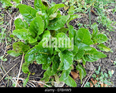 Mangold im Spätherbst im Garten wächst. Stockfoto