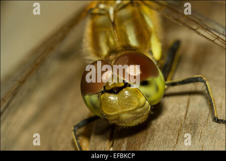 Libelle, ganz in der Nähe, Augen auf Anzeigen und Flügel im Hintergrund Stockfoto