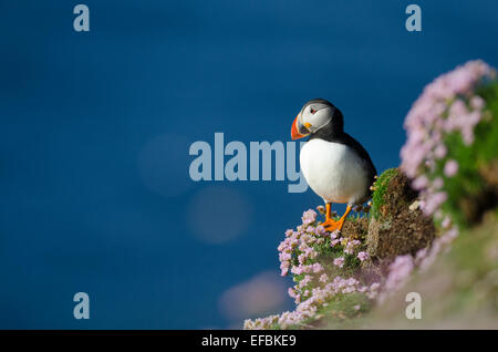 Papageitaucher (Fratercula Arctica) ich n Shetland gegen das blaue Meer. Bild aufgenommen am Fair-Isle Stockfoto