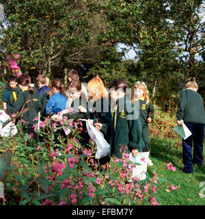Welsh Schulkinder in Uniform auf einem Ausflug Natur Spaziergang mit Blick auf Himalayan Balsam im Herbst Wales UK KATHY DEWITT Stockfoto