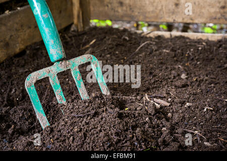Garten Gabel schwarz kompostiert Boden in Holz Kompost Stockfoto