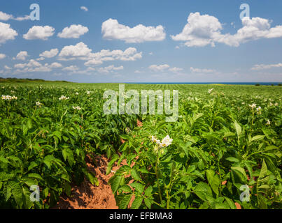 Nahaufnahme der Blüte Kartoffelpflanzen wachsen in großen Hof Feld auf Prince Edward Island, Canada Stockfoto