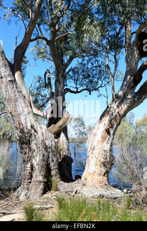 River rot Zahnfleisch, Hattah Kulkyne National Park, Victoria, VIC, Australien Stockfoto
