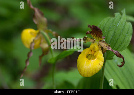 Ein paar schöne gelbe Dame Pantoffeln in voller Blüte. Stockfoto