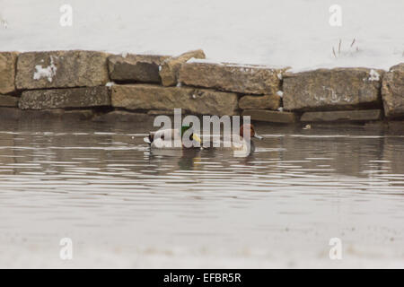 Zwei Drake Enten schwimmen auf einen kleinen Teich im nördlichen Pennsylvania. Stockfoto