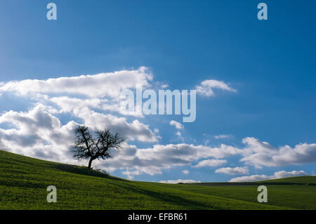 Einsamer Baum auf grüner Wiese mit blauem Himmel im sizilianischen Landschaft Stockfoto