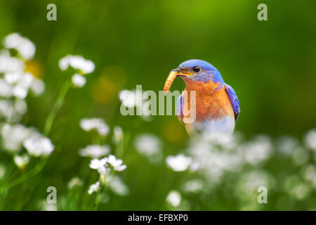 Bluebird mit Wurm im Land Wiese mit Frühlingsblumen. Stockfoto