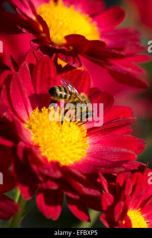 Honigbiene bestäuben Chrysanthemen im Herbst Garten. Stockfoto