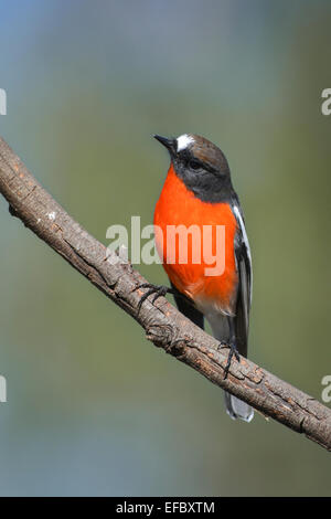 Flamme Robin. Stockfoto