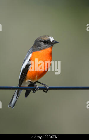 Flamme Robin. Stockfoto