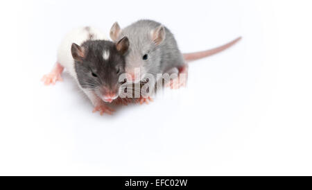 niedliche Baby Ratten Stockfoto