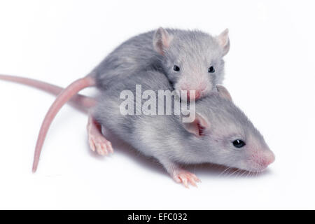 niedliche Baby Ratten Stockfoto