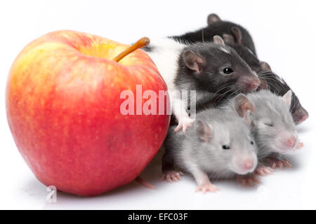 niedliche Baby Ratten Stockfoto