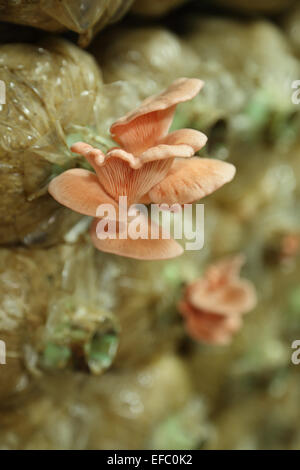 Rosa Austernpilz (Pleurotus Djamor) auf Spawn Taschen wächst in einer farm Stockfoto