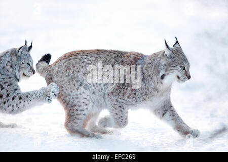 Zwei Luchse spielen im Schnee Stockfoto