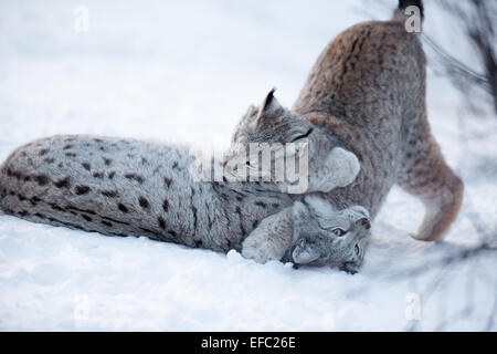 Zwei Luchse spielen im Schnee Stockfoto