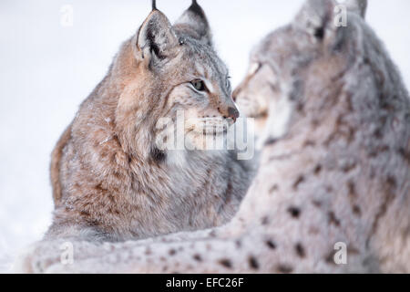 Zwei Luchse liegt im Schnee Stockfoto