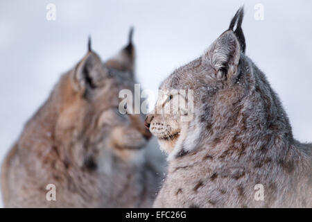 Zwei Luchse liegt im Schnee Stockfoto