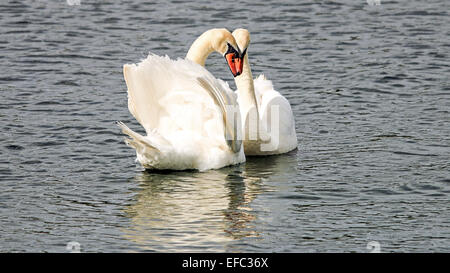 Schwäne in Liebe auf Leybourne Seen Stockfoto