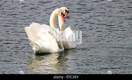 Schwäne in Liebe auf Leybourne Seen Stockfoto