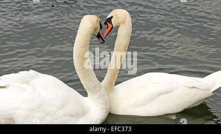 Schwäne in Liebe auf Leybourne Seen Stockfoto