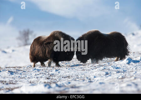 Männliche Moschusochsen Prellen Köpfe Stockfoto