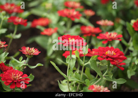 rote Zinnie Blume in der gardein Stockfoto