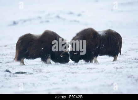 Männliche Moschusochsen Stockfoto