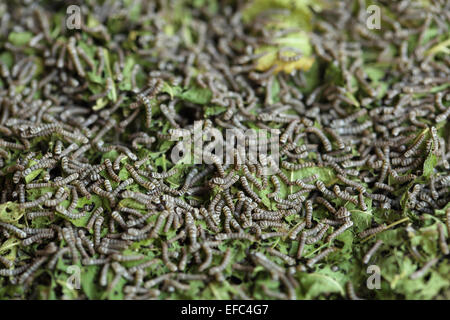 Seidenraupen mit Maulbeerblättern auf den geflochtenen Korb Stockfoto