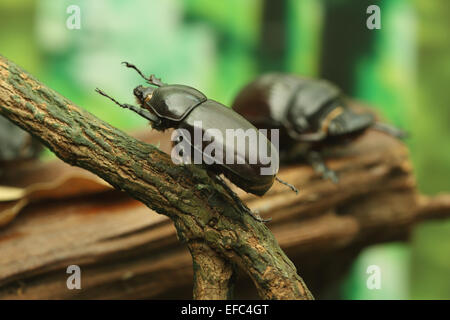 Nashornkäfer auf Holz im Wald Stockfoto