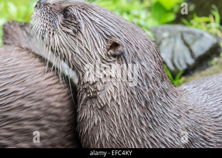 Braune Otter von der Kamera Weg suchen Stockfoto