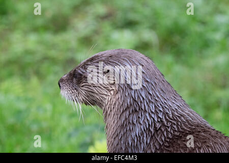 Braune Otter von der Kamera Weg suchen Stockfoto