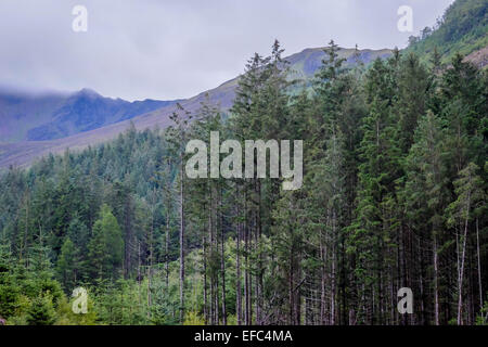 Bäume in den schottischen highlands Stockfoto