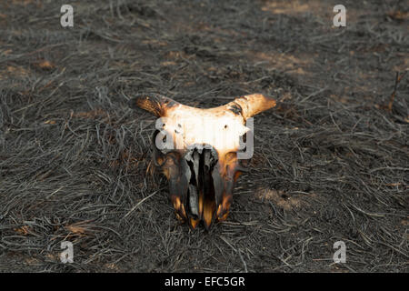 Ein Foto von einem verbrannten Schafe Schädel in einem Paddock nach einem Buschfeuer auf einer trockenen australischen Farm im zentralen westlichen NSW. Stockfoto