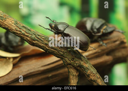 Käfer auf Holz im Wald Stockfoto