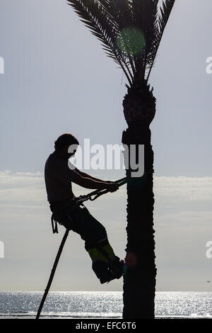 Baumpfleger hängen von Seil und Clampons trimmen Palme in der Wintersonne, Benidorm, Costa Blanca, Spanien Stockfoto
