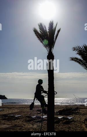Baumpfleger hängen von Seil und Clampons trimmen Palme in der Wintersonne, Benidorm, Costa Blanca, Spanien Stockfoto